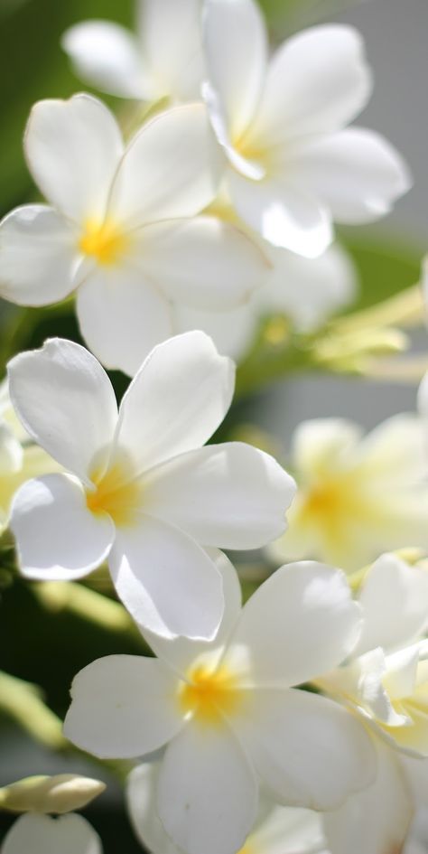 Plumeria Aesthetic Wallpaper, Chocoflan Recipe, Incense Packaging, Plants Photography, Iphone Wallpaper Landscape, Plumeria Flowers, Flowers Photography Wallpaper, Wallpaper Nature Flowers, Beautiful Bouquet Of Flowers