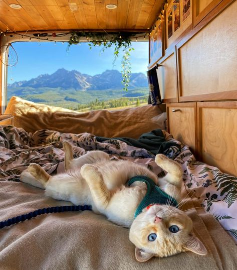 Van Life Aesthetic, Cozy Camping, Camping Van, Drømme Liv, Adventure Cat, Cat Essentials, Van Life Diy, Bus Life, Van Living