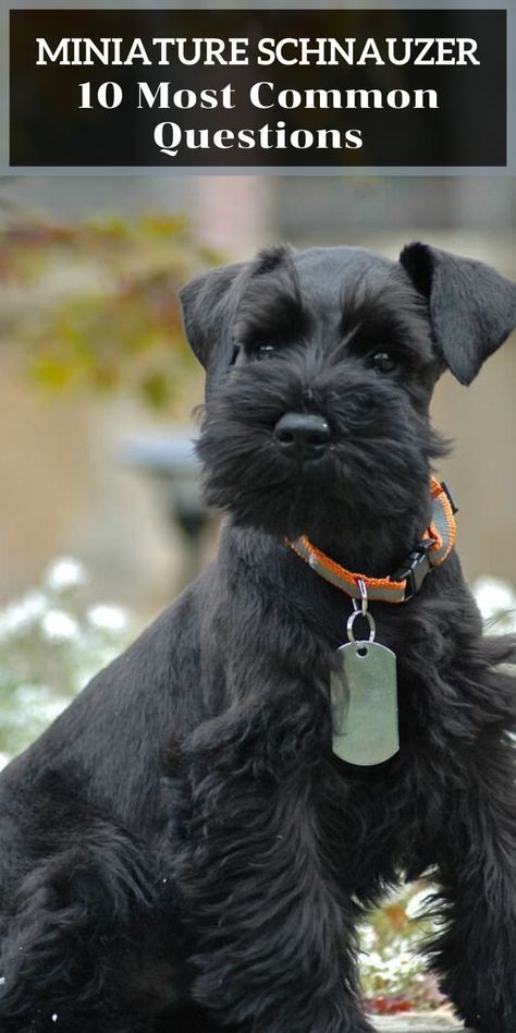 Brown Miniature Schnauzer, Miniature Schnauzer Haircut Hairstyles, Mini Snauzer, Mini Schnauzer Grooming Haircuts, Schnauzer Puppy Cut, Snoozer Dog, Schnauzers Miniature, Schnauzer Haircuts, Miniature Schnauzer Haircut