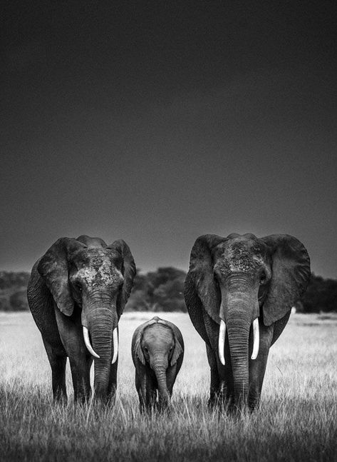 LAURENT BAHEUX, animal, photography, black and white, elephant, wild, Body Guards, Elephant Photography, Africa Photography, Photo Animaliere, Save The Elephants, Elephant Love, African Wildlife, African Elephant, Wildlife Animals