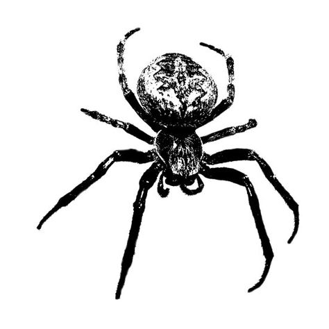 Bugs Black And White, Spider Icon Aesthetic, Black And White Images Aesthetic, Spider Graphic Design, Spiders Aesthetic, Spider Black And White, Belleza Aesthetic, Spider Poster, Spider Icon