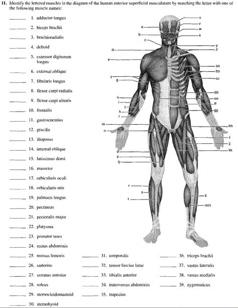 16. Muscular system diagrams - unlabelled - 11. Identify the lettered muscles in the diagram of the - Studocu Muscular System Labeled, Human Body Muscles, Muscular System Anatomy, Muscle Diagram, Human Muscle Anatomy, Basic Anatomy, Body Muscles, Basic Anatomy And Physiology, Georgia State University