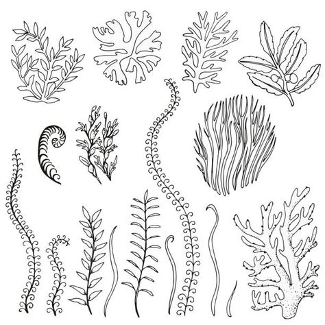 Choose from Kelp Forest Drawing stock illustrations from iStock. Find high-quality royalty-free vector images that you won't find anywhere else. Coral Reef Drawing, Coral Drawing, Ocean Drawing, Forest Drawing, Kelp Forest, Sea Plants, Lino Art, Mermaid Pictures, Free Vector Graphics