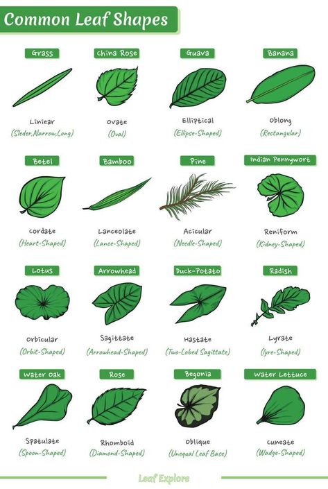 Types of Leaves Based on their Shape Leaves Shapes Leaf Patterns, How To Make Clay Leaves, Types Of Leaves Drawing, Leaves Structure, Structure Of A Leaf, Leaf Lesson Plans, Letter Writing For Kids, Fireless Cooking, Leaf Lessons