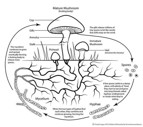 Mushroom Field, Mushroom Identification, Types Of Fungi, Nature School, Forest School, Homeschool Science, Nature Study, Explore Nature, Nature Journal