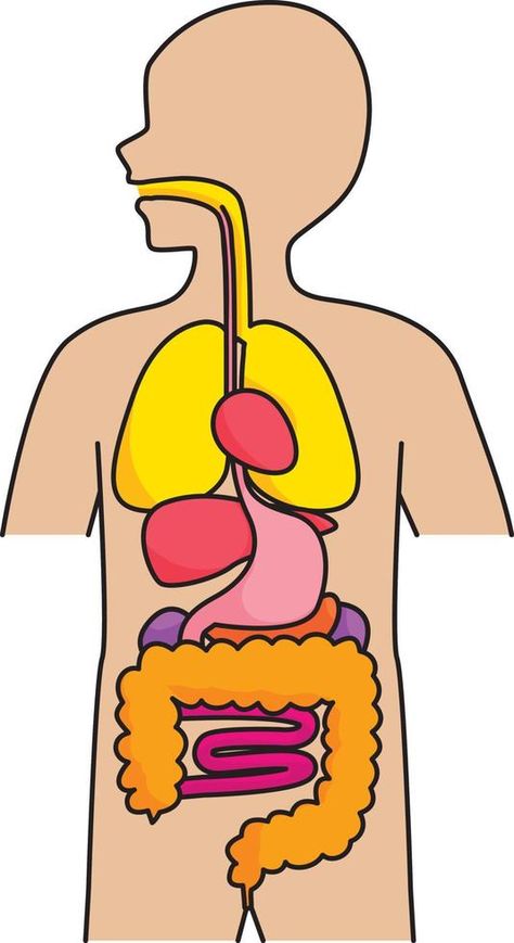 Human Internal Organs Drawing, Body System Drawing, Body Organs Drawing, Internal Organs Drawing, Organ System Drawing, Human Organs Drawing, Internal Organs For Kids, Organ Pencernaan Manusia, Human Organs Art