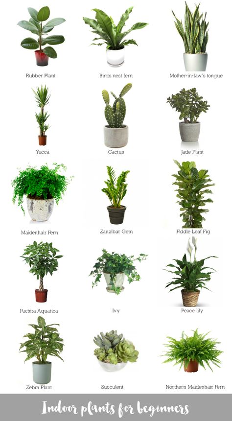 Indoor plants for beginners. Plantas de interior para principiantes. Indoor Plants For Beginners, Tanaman Sukulen, Plants For Beginners, Plants In Pots, Tanaman Indoor, نباتات منزلية, تصميم للمنزل العصري, Inside Plants, Best Indoor Plants