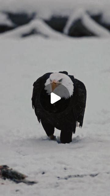 Eagle Quotes, Eagles Quotes, Motivational Inspiration, Ancient Knowledge, Memorable Quotes, Bible Teachings, The Eagle, Success Mindset, Motivational Videos