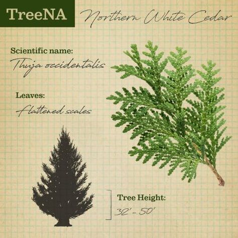 White Cedar Tree, Michigan Trees, Body Artwork, Eastern White Cedar, Northern White Cedar, Forest Resources, Thuja Occidentalis, Cedar Tree, Tree Species