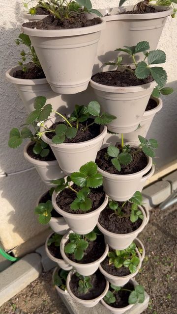 MuthaPrepper | Practical Preparedness on Instagram: "Dollar Tree stackable planters are BACK! I used these last spring for my strawberries and I immediately regretted not buying more. These are such a great way to maximize garden space with a small footprint. Can’t grow a vast herb garden? Grow it TALL! Who’s already dreaming of Spring possibilities? 🙋🏻‍♀️ ✨Like, Comment & Share✨ #muthaprepper #dollartree #dollartreefinds #garden #gardening #prepper #preparedness #prepping #spring #backyard Mini Herb Garden Ideas, Small Indoor Vegetable Garden, Dollar Tree Herb Garden, Stackable Garden Planters, Mini Garden Ideas Small Spaces Outdoor, Dollar Tree Stackable Planters Ideas, Dollar Tree Planters Ideas, Dollar Tree Stackable Planters, Dollar Tree Garden Ideas