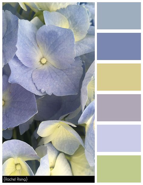 Swatches Color, Hydrangea Colors, Palette Design, Paint Color Schemes, Color Schemes Colour Palettes, Flowers Color, Color Palate, Design Seeds, Color Palette Design