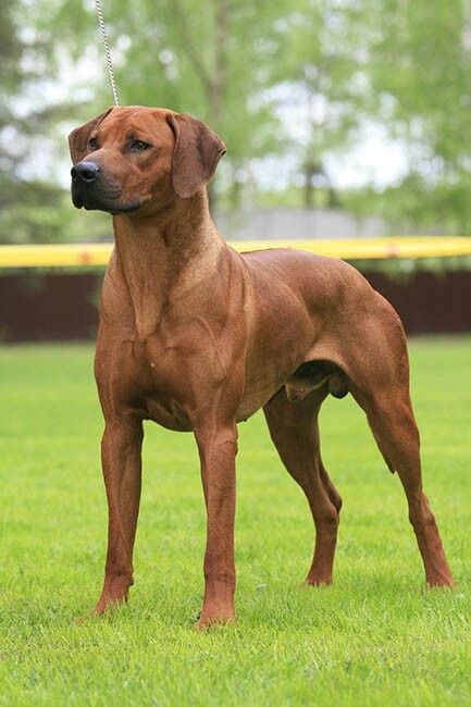 Dog Treats Training, Rhodesian Ridgeback Dog, Hound Breeds, Akc Breeds, Big Dog Breeds, Huge Dogs, Lion Dog, Purebred Dogs, Rhodesian Ridgeback