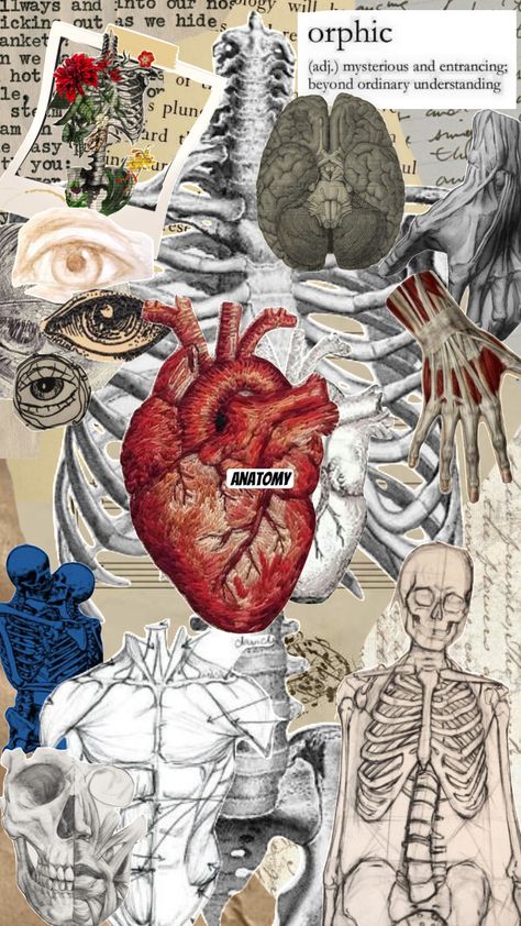 Anatomy<3 #anatomy #thebody #mind #soul Heart Organ, Anatomical Heart Art, Heart Diagram, Heart Collage, Medical Wallpaper, Heart Anatomy, Arte Punk, Heart Poster, Human Anatomy Art