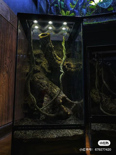 Vertical Snake Enclosure, Vertical Terrarium Ideas, Vertical Terrarium, Tree Frog Enclosure, Dart Frog Tank, Snake Tanks, Frog Enclosure, Snail Home, Bioactive Terrarium