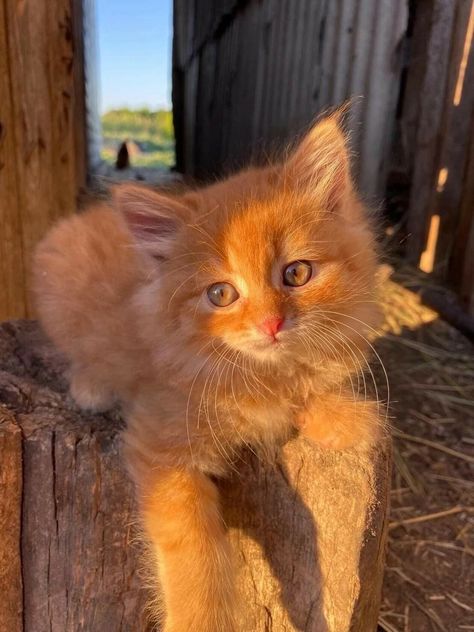 Cute Ginger Cat Aesthetic, Golden Cat Aesthetic, Tilly Core, Ginger Cat Aesthetic, Kittens Ginger, Golden Kitten, Red Cats, Orange Kitten, Ginger Kitten