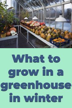 Greenhouse Plants Best, Heated Greenhouse Winter, Tropical Plants For Greenhouse, What To Plant In Greenhouse, Growing Herbs In Greenhouse, Greenhouse Gardening In Winter, Winter Allotment Uk, Winter Greenhouse Diy, Growing In A Greenhouse Tips