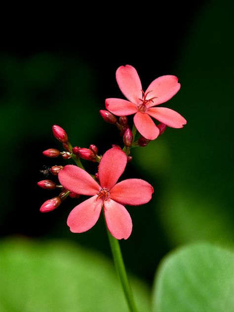 Wild Flower Photos, Jatropha Plant, Petite Flowers, Flower Reference, Plants Photography, Best Flower Pictures, Flower Picture, Airbrush Art, Flower Photography