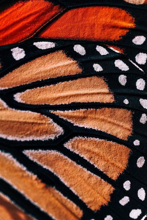 Butterfly Wings Pattern, Boothbay Harbor Maine, Fresh Cuts, Boothbay Harbor, Textiles Projects, Monarch Butterflies, Texture Photography, The Monarch, Butterfly Wing