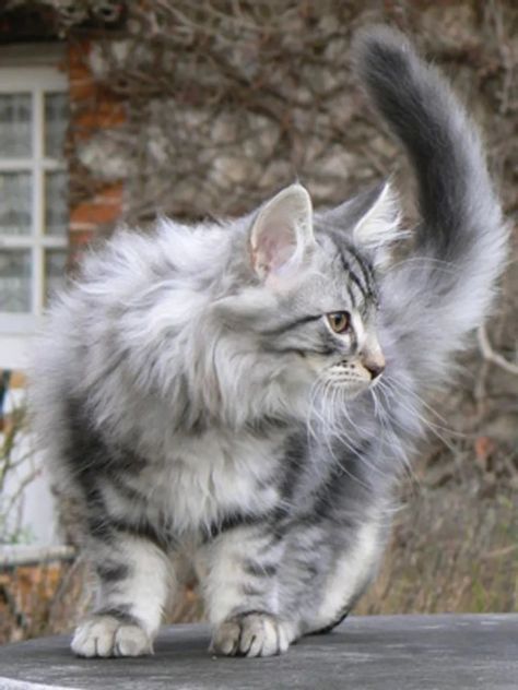 Forest Norwegian Cat, Majestic Cats, Norwegian Cat, Norwegian Forest, Forest Cat, Norwegian Forest Cat, Unique Cats, Rising Sun, Warrior Cats