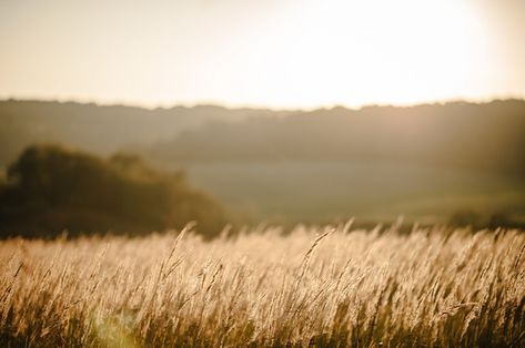 Yellow Grass Field, Aesthetic Backgrounds Horizontal, Nature Horizontal, Big Collage, Runner Wallpaper, Greener Grass, Field Aesthetic, Landscape Field, Divine Rivals