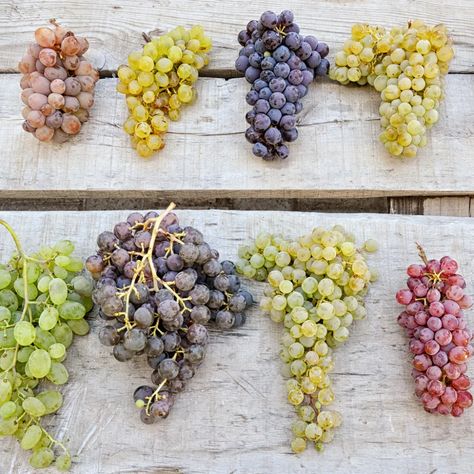 Grape Season: The Different Types of Grapes and How to Buy Them | Epicurious Types Of Grapes, Grape Types, Grape Plant, Wine Bottle Crafts, Fruit Desserts, Fruit Recipes, Food Preparation, Recipe Using, Appetizer Recipes