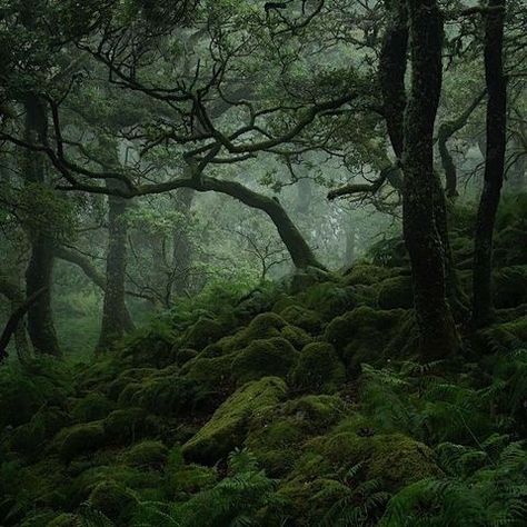 Forest Ruins Aesthetic, Pond In The Middle Of The Forest, Paradis Sombre, Dark Fairy Core, Dark Naturalism, Dark Forest Aesthetic, Dark Fairycore, Forest Core, Dark Green Aesthetic