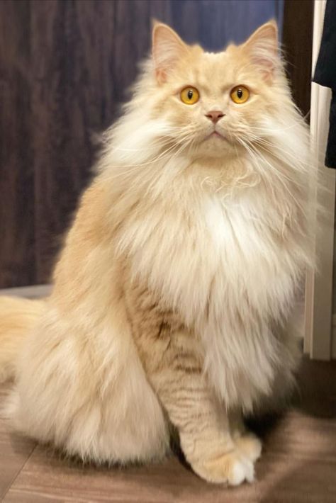 Ragamuffin Cat, Cat Phone Wallpaper, Pet Finder, Animal Inspiration, Fierce Animals, Ragamuffin, Cat Reference, Long Haired Cats, Cat Phone