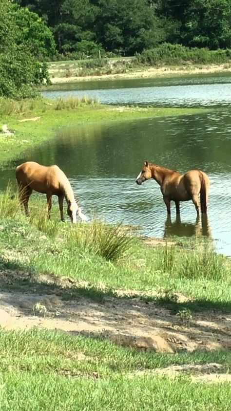 Farm Village Aesthetic, Farm Near The Beach, Horses On Farm, Farm On The Beach, Horse Pond, Farm Stead, Natural Backyard Pools, Beach Farm, Farm Horses