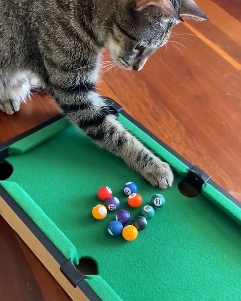 Cat Shelving, Funny Cat Quotes, Cats In Hats, Mini Pool Table, Funny Cat Fails, Homemade Cat Food, Mini Pool, Cat Health Care, Scared Cat