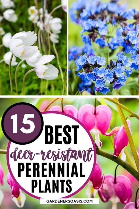 GREAT list of deer resistant shade shrubs and perennials. I love all of the evergreen varieties I can grow in my backyard garden. Deer Repellant Plants, Deer Resistant Shade Plants, Small Evergreen Shrubs, Deer Resistant Flowers, Shade Loving Shrubs, Plants Under Trees, Deer Resistant Perennials, Shade Shrubs, Woodland Plants