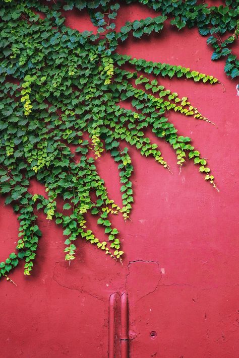 Climbing vines are a surefire way to add curb appeal or interest to your garden. These vines can reach up walls and fences, scramble up trellises, and many provide pretty blooms and seasonal color as well as pretty green foliage. Read on to learn about more climbing vines and check out our best advice for growing them. #climbingvines #climbingvinesonhouse #floweringvines #landscaping #southernliving Climbing Flowering Vines, Fast Growing Vines, Hydrangea Petiolaris, Creeping Vines, Ficus Pumila, Honeysuckle Vine, Southern Living Plants, Climbing Hydrangea, Growing Vines