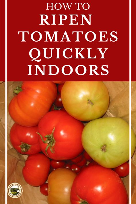 Ripening Green Tomatoes Indoors, Ripening Tomatoes Indoors, Ripen Green Tomatoes Indoors, What To Do With Green Tomatoes From Garden, Ideas For Green Tomatoes, Ripen Tomatoes Indoors, What Can You Do With Green Tomatoes, How To Ripen Green Tomatoes Indoors, Green Roma Tomato Recipes