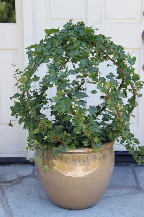 Ivy Topiary, Live Topiary, Ivy Plant, Topiary Plants, Ivy Plants, Topiary Trees, Container Gardens, Nature Garden, Flower Planters