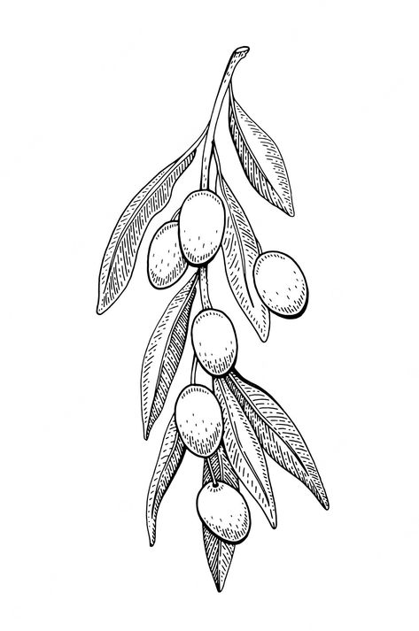 Premium Vector | Olive sketch. branch illustration. vintage hand drawn black line art. Olive Tree Illustration Drawings, Olive Branch Line Drawing, Olive Branch Line Art, Olive Tree Embroidery, Olive Tree Sketch, Olive Branch Sketch, Olive Sketch, Olive Branch Drawing, Olive Tree Drawing