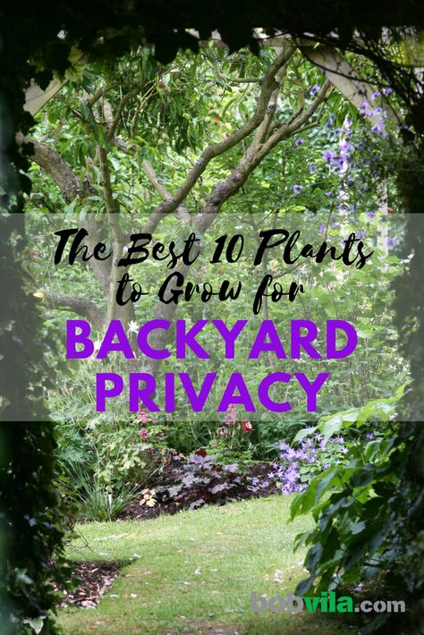 Cerca Natural, Privacy Plants, Natural Fence, Backyard Garden Layout, Privacy Landscaping, Backyard Privacy, Plants To Grow, Large Backyard, The Secret Garden