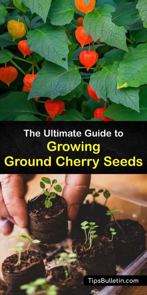 Cape Gooseberry Plant, Ground Cherry Plant, Ground Cherries, Ground Cherry, Cherry Tree From Seed, How To Grow Gooseberries, Cherry Seeds, Cherry Plant, Potted Fruit Trees