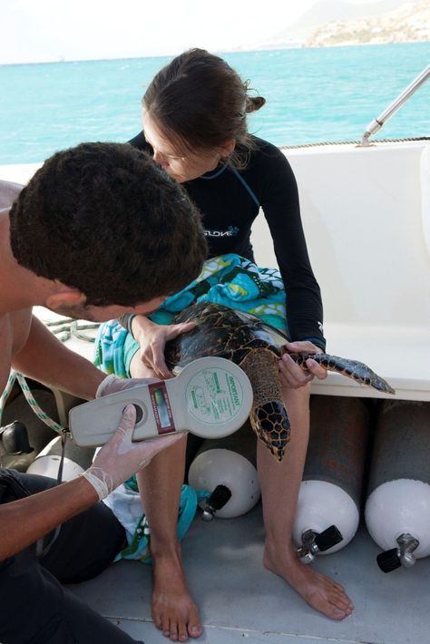 RUSVM students conducting research on turtles in St. Kitts Marine Biology Student, Aquatic Veterinarian Aesthetic, Zoology Student Aesthetic, Marine Biology Student Aesthetic, Oceanography Aesthetic, Aquatic Veterinarian, Marine Veterinarian, Marine Biologist Aesthetic, Marine Biology Aesthetic