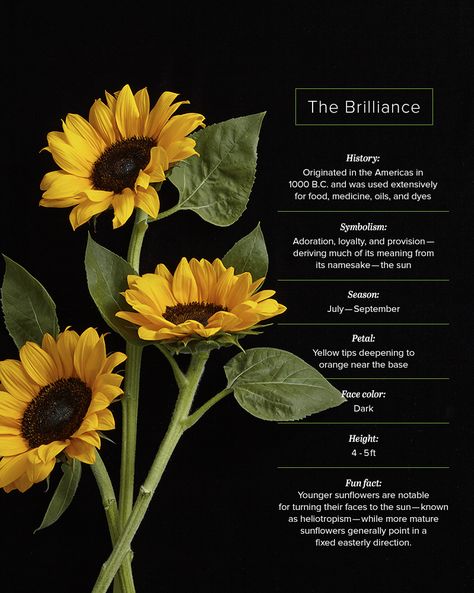 Brilliance Sunflower Facts Sunflower Symbolism Meaning, Sunflowers Meaning, Sunflower Meaning, Sunflower Facts, Meaning Of Sunflower, Sunflower Tattoo Meaning, Sunflower Plant, Small Wave Tattoo, Growing Sunflowers