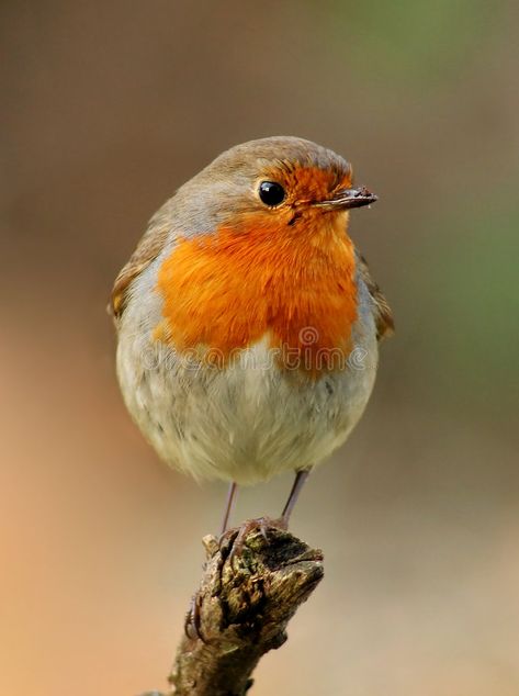 Robin bird. Robin, beautyful bird with reddish-orange face and breast, looking a , #spon, #beautyful, #bird, #Robin, #reddish, #breast #ad European Robin, Robin Redbreast, Red Robin, Robin Bird, Reddish Orange, Nature Birds, All Birds, Bird Pictures, Pretty Birds