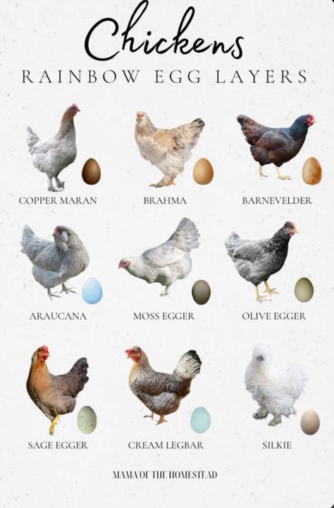 Breeds Of Chickens And Eggs, Different Kinds Of Chickens, Chickens And Their Egg Colors, Chickens And Egg Colors, Different Types Of Chickens, Homemade Chicken Food For Chickens, Chicken Eggs Colors, Egg Colors By Breed, Chicken Breeds And Egg Color