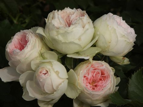 Rose Garden Landscape, Color Roses, Floribunda Rose, Rose Nursery, Rose Care, Light Pink Flowers, Veranda Patio, Growing Roses, English Roses