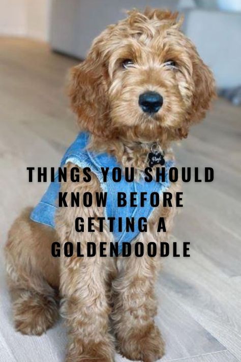 Mini Goldendoodle Accessories, Full Size Goldendoodle, Chocolate Brown Goldendoodle, Golden Doodle Hair Care, Light Brown Goldendoodle, F1b Goldendoodle Mini, Best Dog Food For Goldendoodles, Goldendoodle Service Dog, Mini Goodlendoodle Puppy