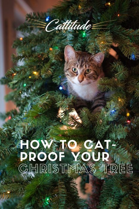 Cat Proof Christmas Tree, Gatos Cool, Cat Tips, How To Cat, Cool Cat Trees, Cat Proofing, Cat Christmas Tree, Real Christmas Tree, Black Christmas Trees