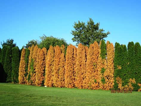 Windbreak Trees, Norway Spruce Tree, Grass Weeds, Privacy Trees, Norway Spruce, Landscaping Trees, Spruce Tree, Clay Soil, Tree Care