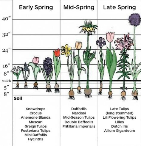 Spring Bulbs Garden, Planting Chart, Eco System, Early Spring Flowers, Fall Bulbs, Spring Flowering Bulbs, Garden Bulbs, Spring Plants, Have Inspiration