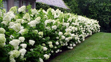 Shaded Garden, Limelight Hydrangeas, Panicle Hydrangea, Limelight Hydrangea, Hydrangea Paniculata, Green Lawn, Outdoor Inspirations, Lawn And Garden, Shade Garden