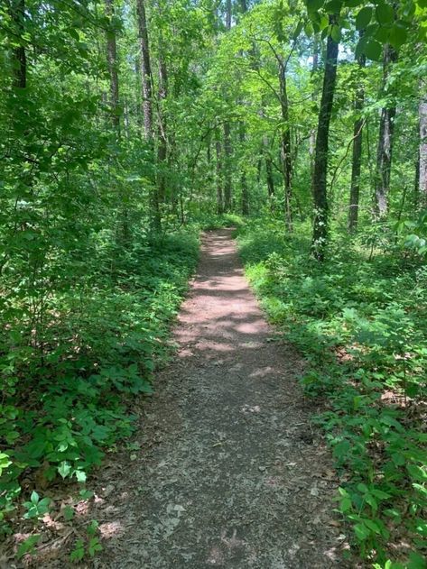 Prepare for somewhat of a challenge along the moderately-rated Greer Spring Trail in Mark Twain National Forest. The scenic trail spans less than two miles. Mark Twain National Forest, Outdoor Aesthetic, Forest Trail, Dogwood Trees, Water Bodies, Spring Aesthetic, Natural Scenery, Nature Trail, Lush Green