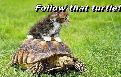 Follow that turtle!  ||  Cheezburger.com - Crafted from the finest Internets. http://cheezburger.com/9105474560?utm_campaign=crowdfire&utm_content=crowdfire&utm_medium=social&utm_source=pinterest Cats Images, Funny Baby, Animals Images, Cute Kittens, Funny Animal Pictures, Baby Cats, Animals Friends, Cat Love, Beautiful Creatures