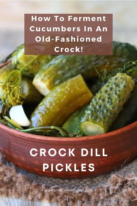 Fermented dill pickles in a ceramic bowl. From oldworldgardenfarms.com. Fermenting Cucumbers, Fermenting Crock Recipes, Fermented Dill Pickles Recipe, Preserve Cucumbers, Fermented Pickles Recipe, Preserving Cucumbers, Make Dill Pickles, Making Dill Pickles, Make Pickles