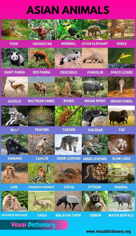 Asian Animals: Useful List of 35 Animals Found in Asia Asian Birds, Animals Around The World, Asia Animals, Asian Animals Preschool, Asian Animals, Types Of Animals Chart, National Animal Of India, Indian National Animal, Land Animals Chart